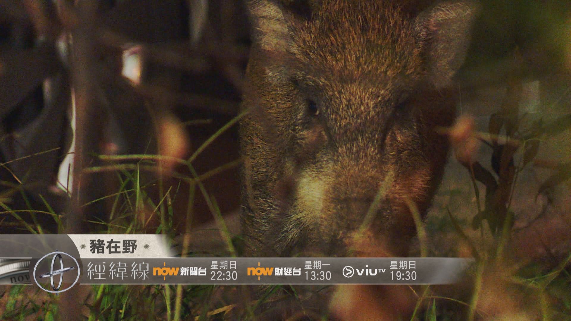 【經緯線本周提要】豬在野