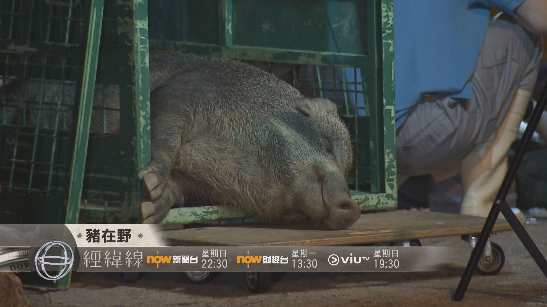 【經緯線本周提要】豬在野