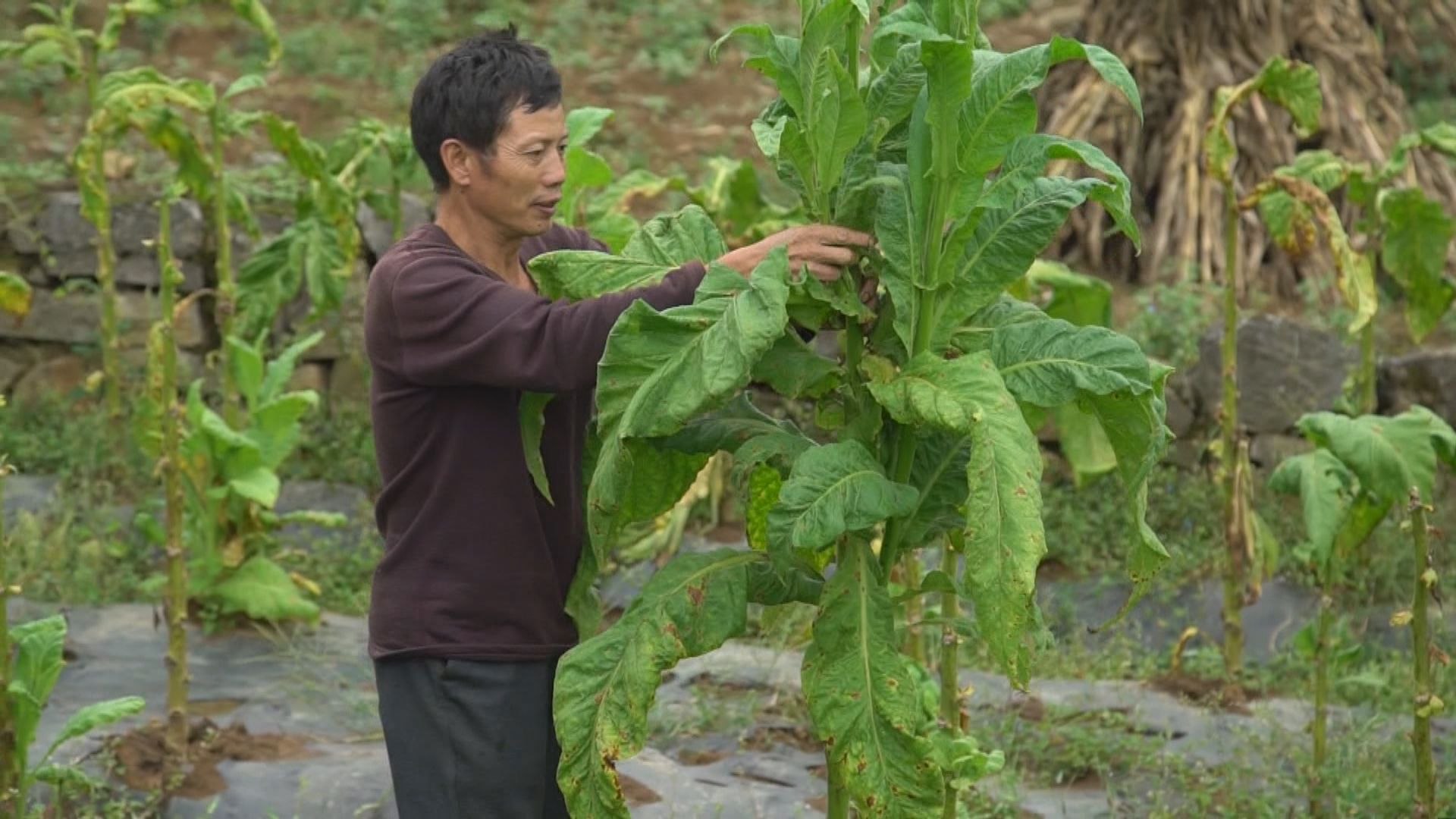 【經緯線本周提要】全國三千萬人年收入不足2300元