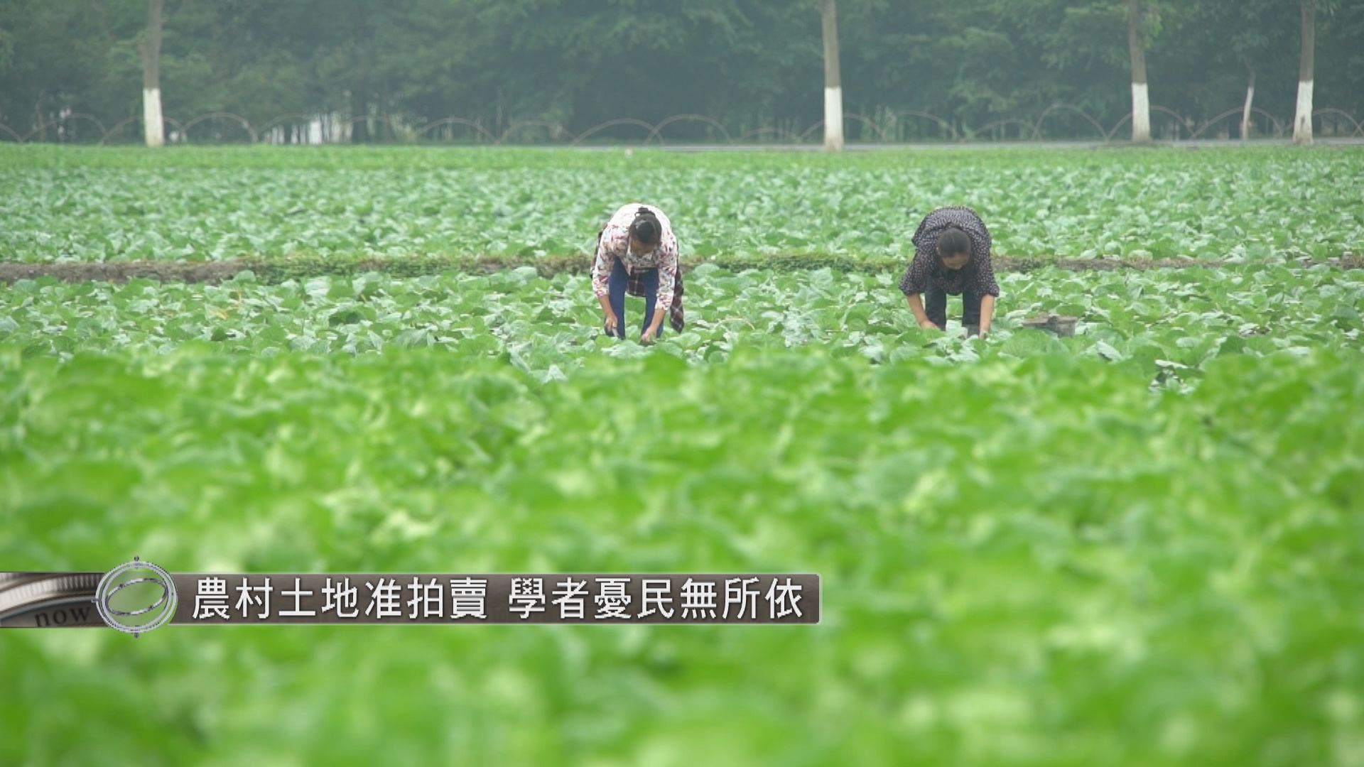 【經緯線本周提要】農村土地容許拍賣　學者憂農民失依靠