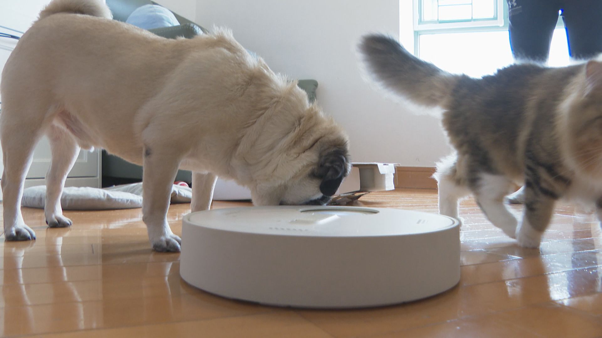 【經緯線】初創之犢(二)