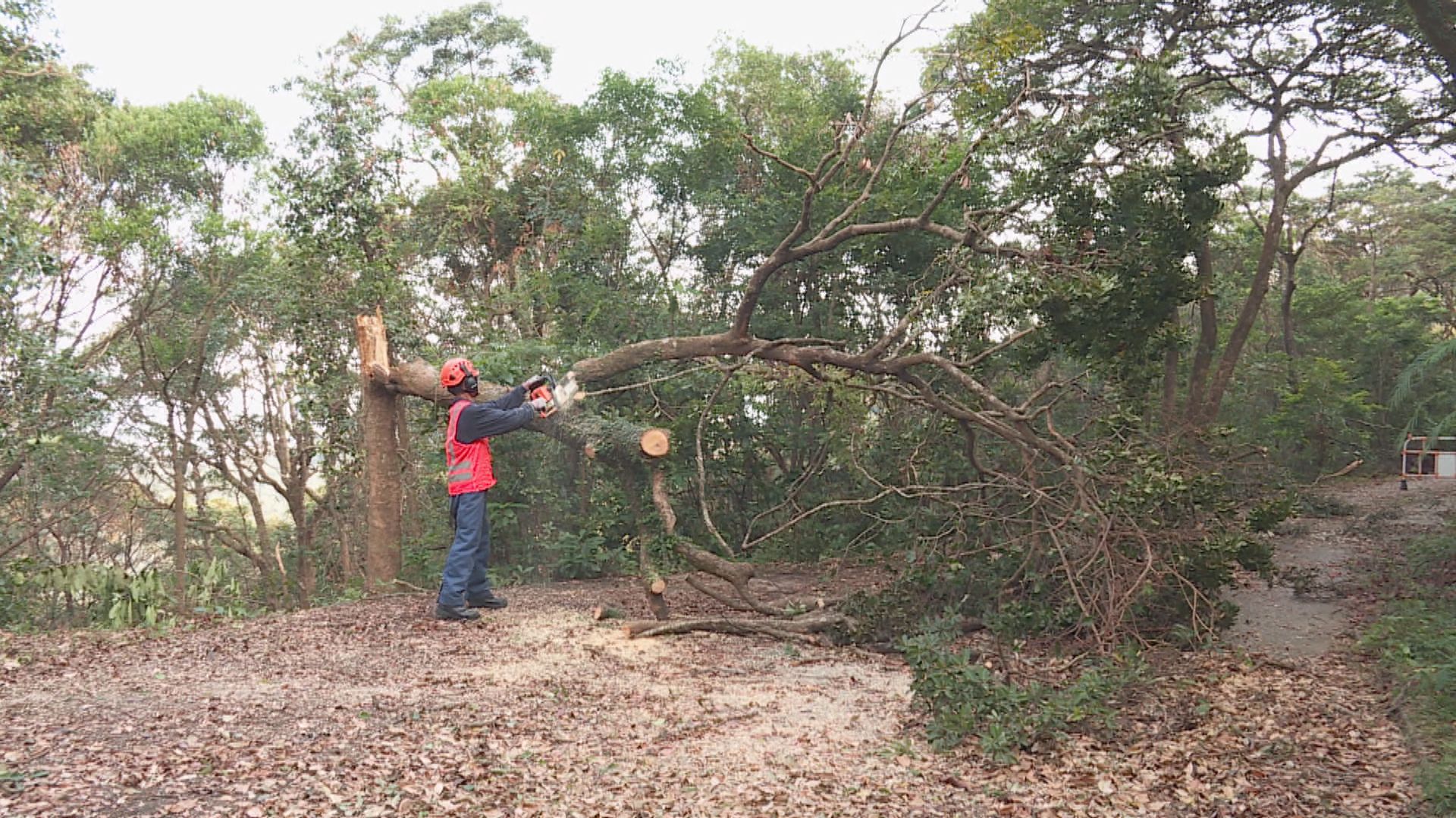 【經緯線本周提要】風災後的郊野