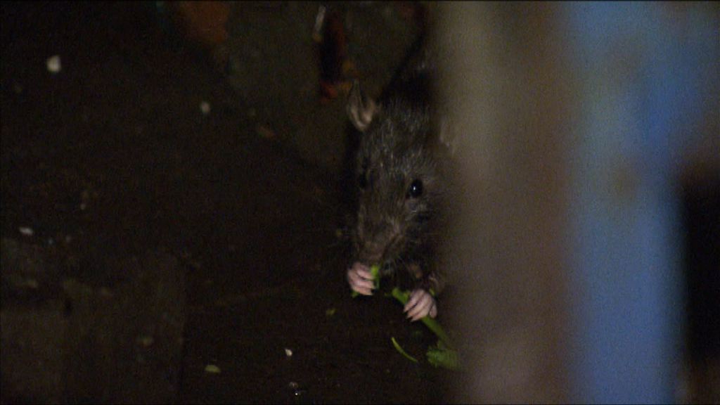 【經緯線本周提要】網民報料旺角一街市晚上鼠患嚴重