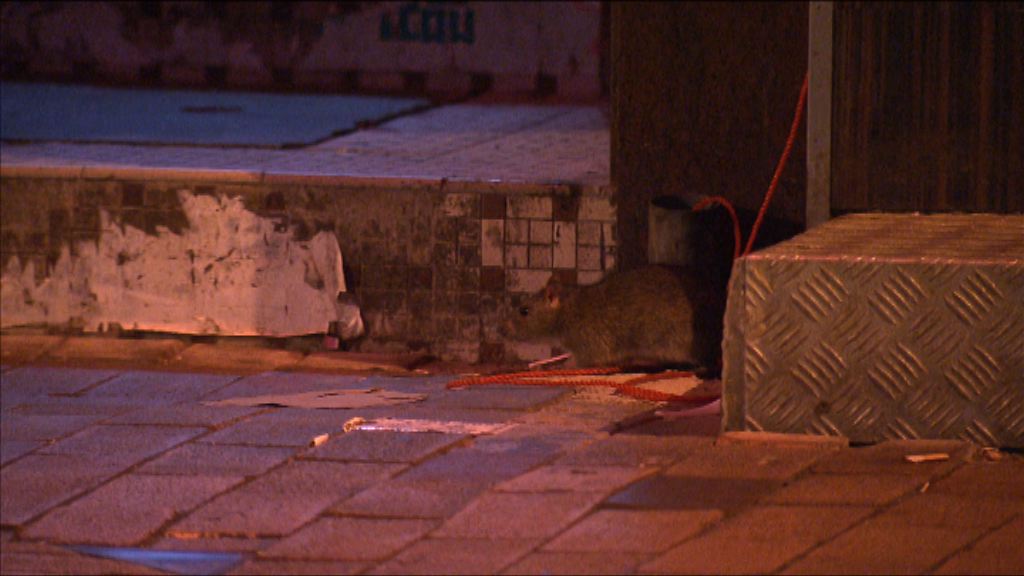 【經緯線本周提要】深水埗鼠患嚴重　老鼠隨街走