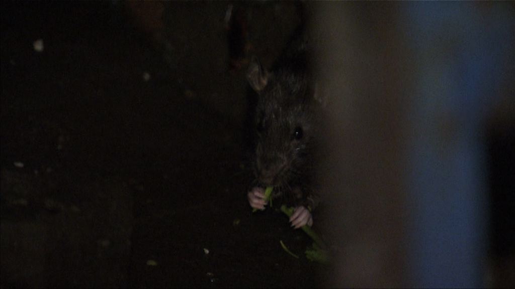 【經緯線本周提要】咪嚟老鼠