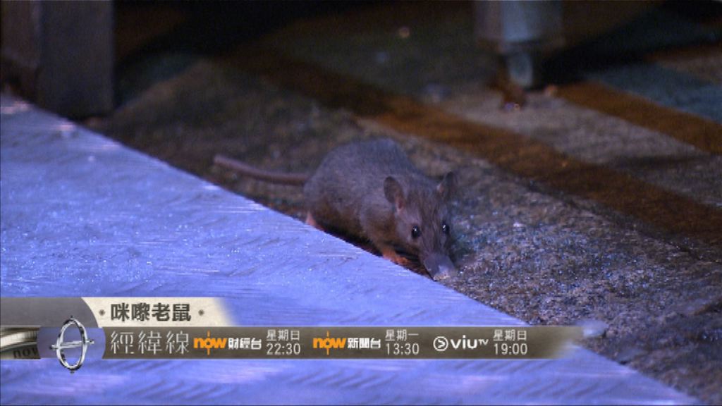 【經緯線本周提要】咪嚟老鼠