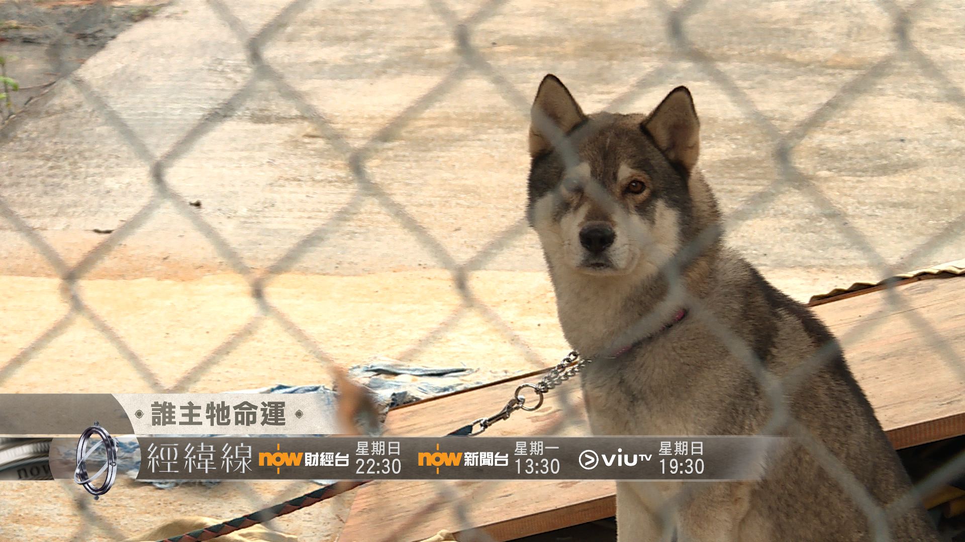 【經緯線本周提要】誰主牠命運