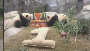 大熊貓龍鳳胎慶祝一歲生日　體重近30公斤學吃固體食物