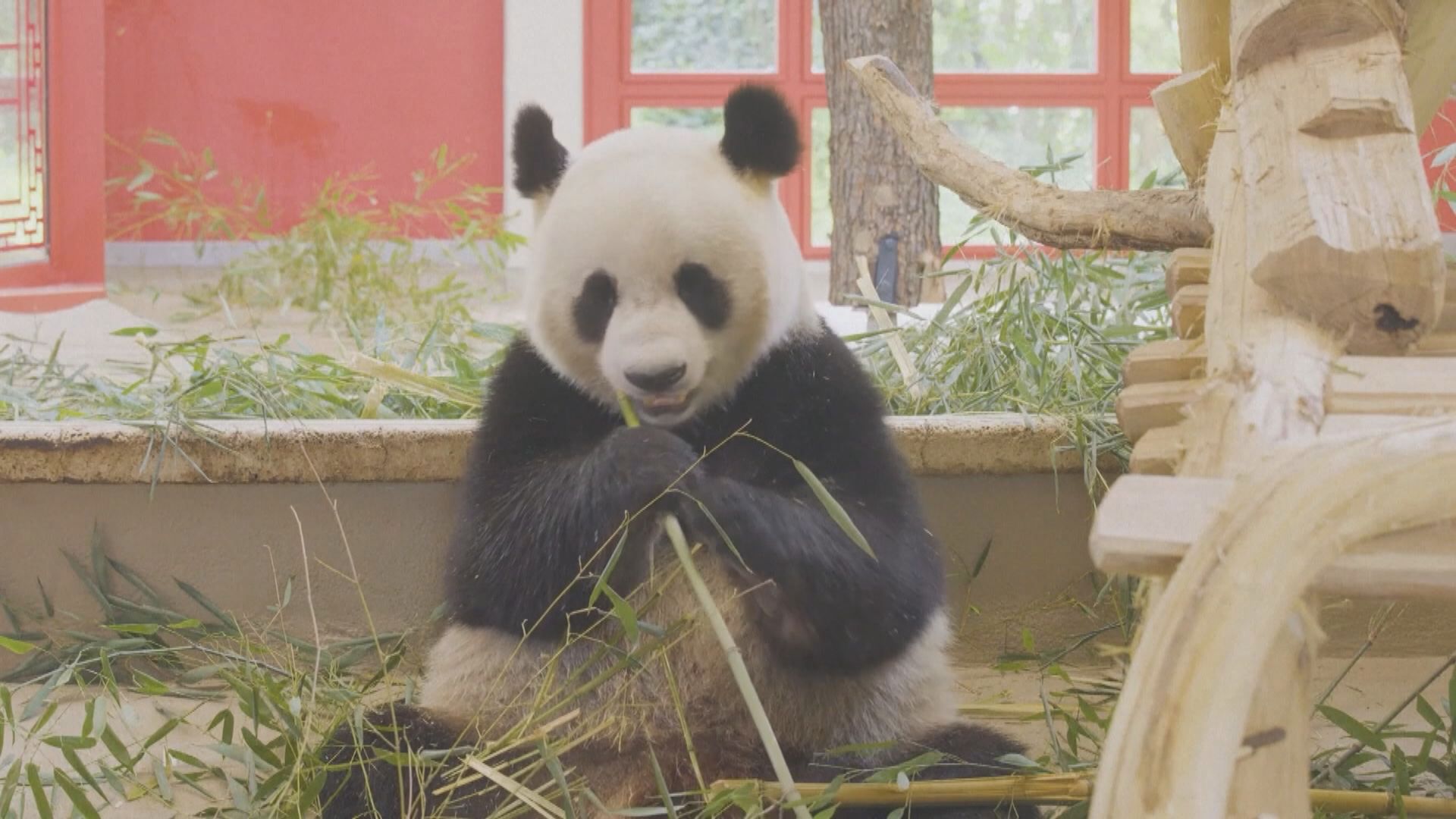 大熊貓作為「外交大使」在海外廣受歡迎