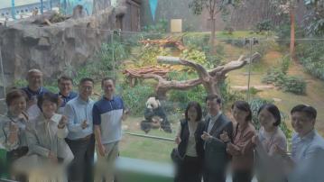 中央贈港一對大熊貓下月8日起與公眾見面