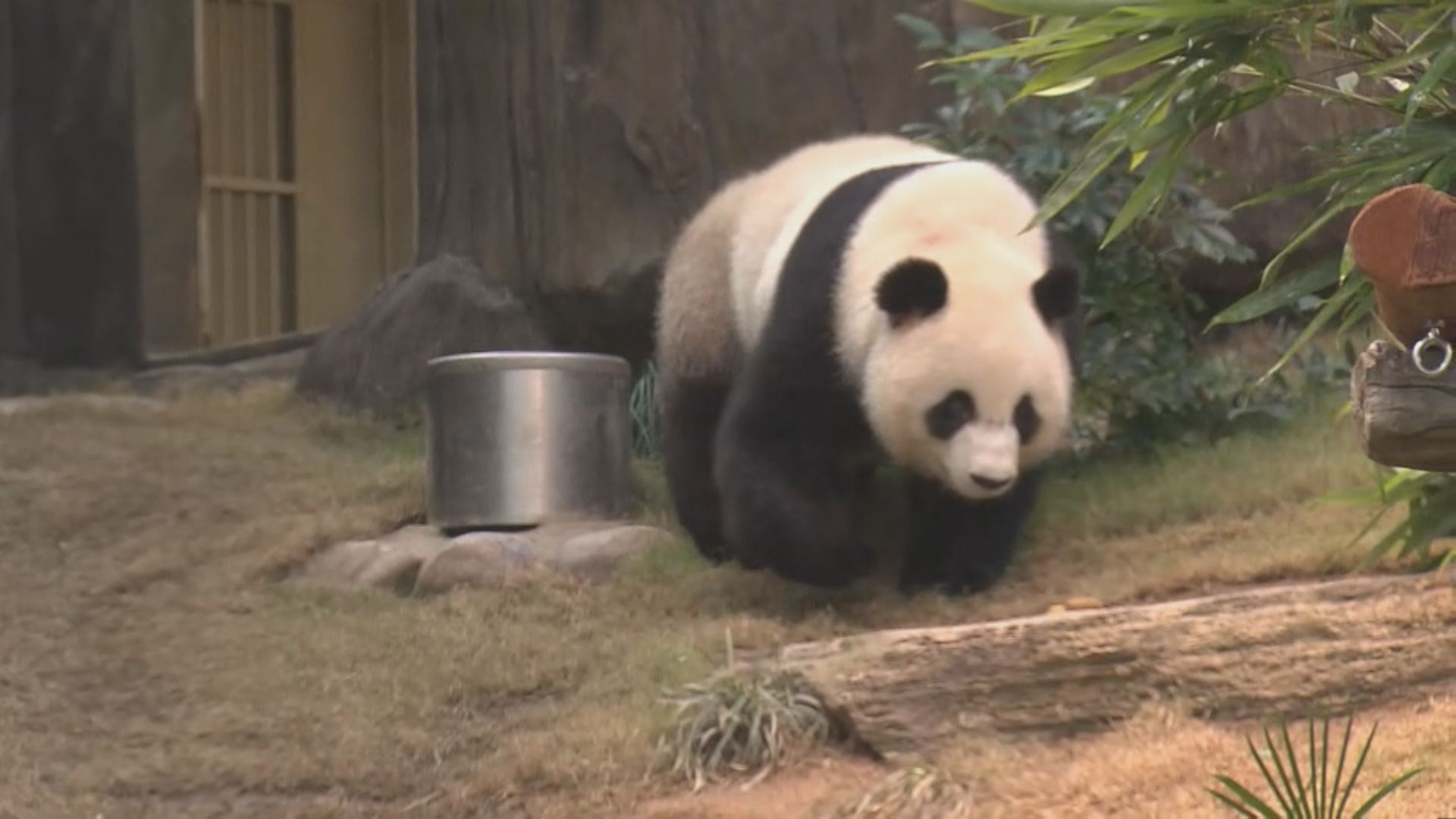 大熊貓安安及可可與公眾見面　有市民提早到場排隊