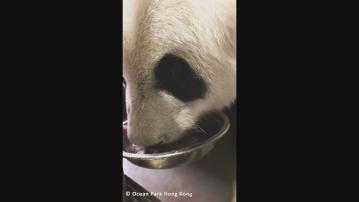 海洋公園特製坐月飲料　助大熊貓盈盈恢復體力