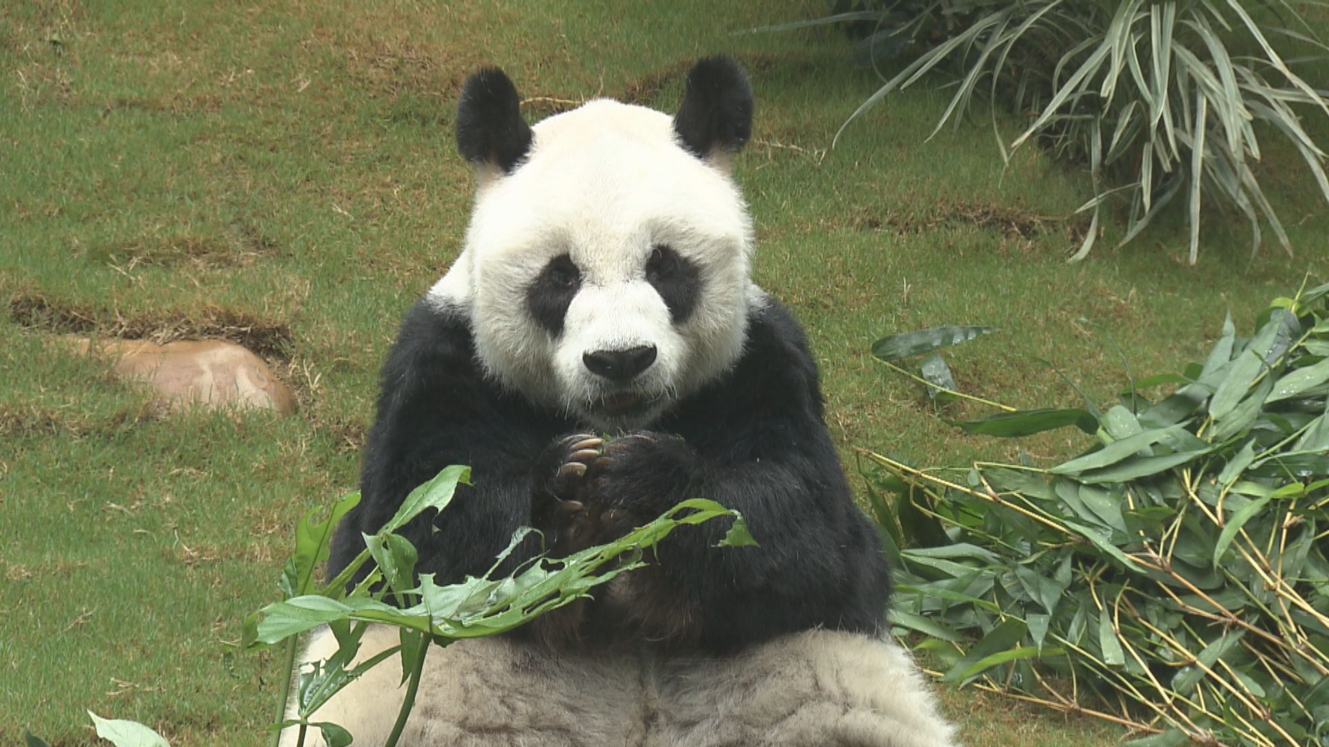 安安是全球最長壽圈養雄性大熊貓