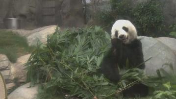 譚惠珠指中央贈大熊貓足見重視香港 旅客冀「熊貓經濟」惠港