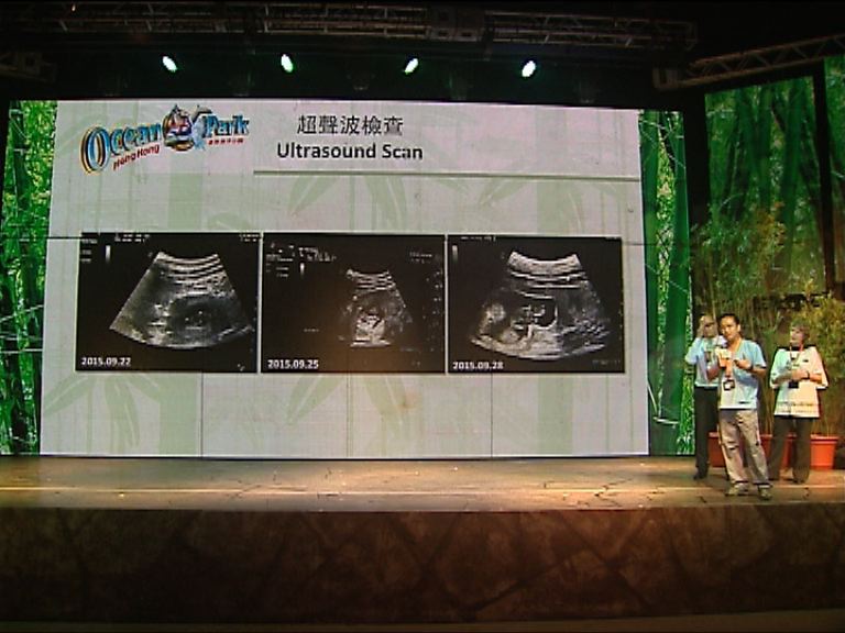 消息：大熊貓盈盈有可能流產