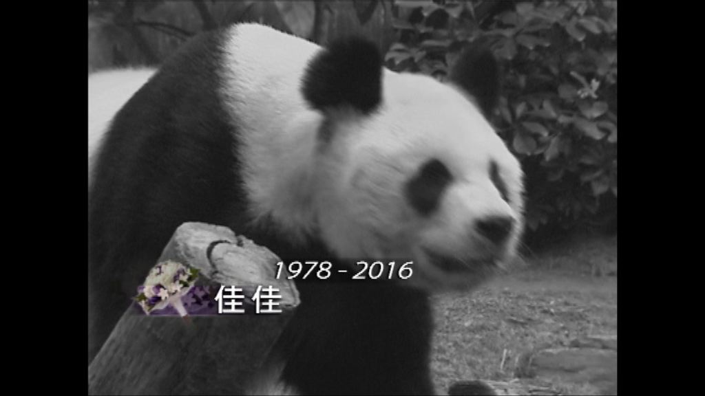 海洋公園對佳佳離世感難過