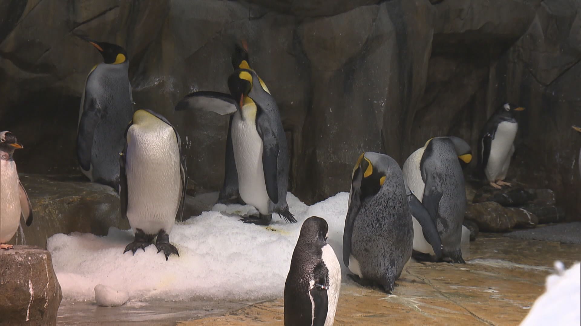 海洋公園疫情下閉館　員工確保動物身心健康
