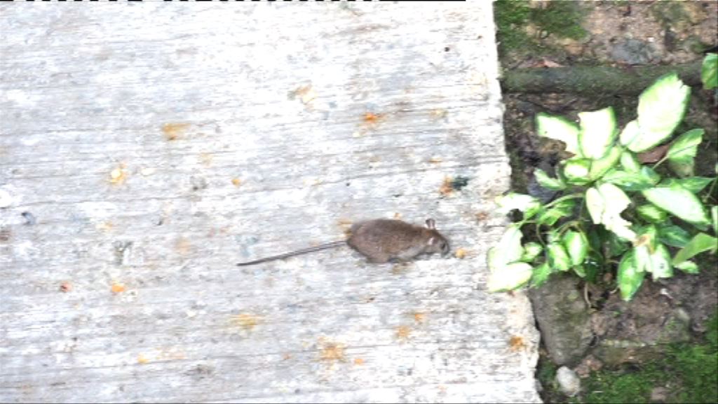 香港公園鼠患嚴重　康文署稱會加強防控