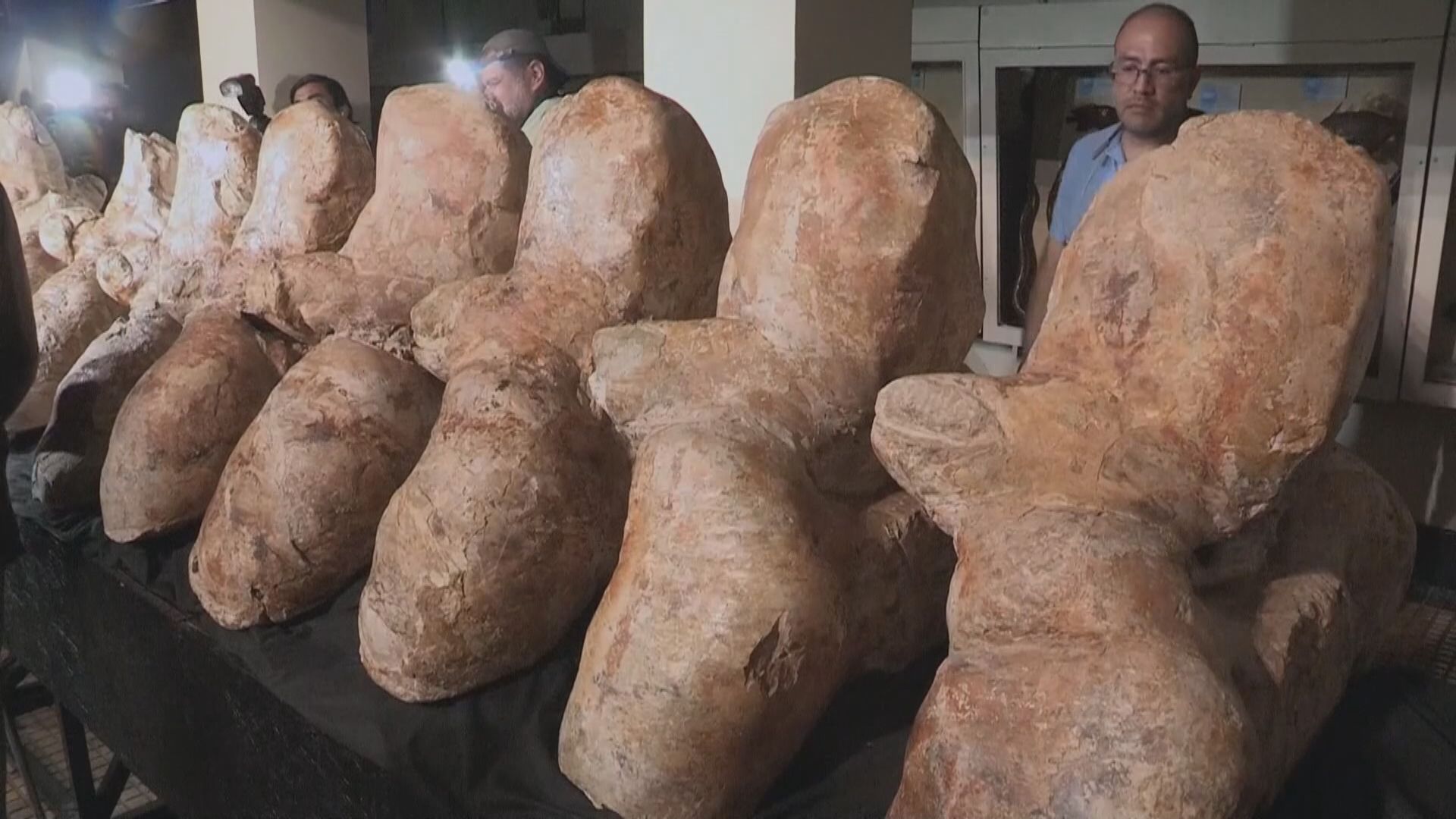 秘魯出土巨鯨或超越藍鯨成地球史上最重動物