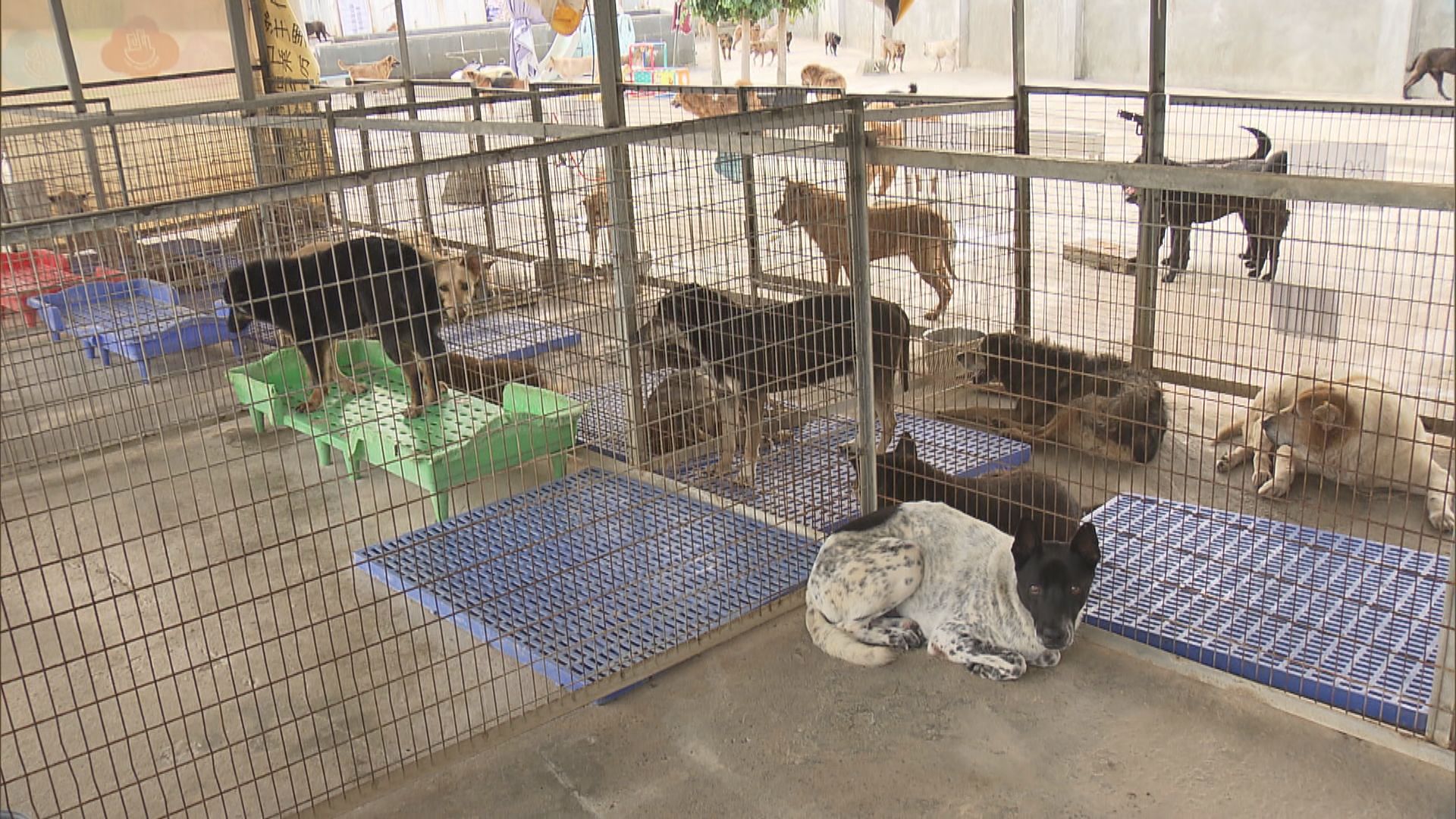 動物機構：接收因移民棄養寵物急增四成