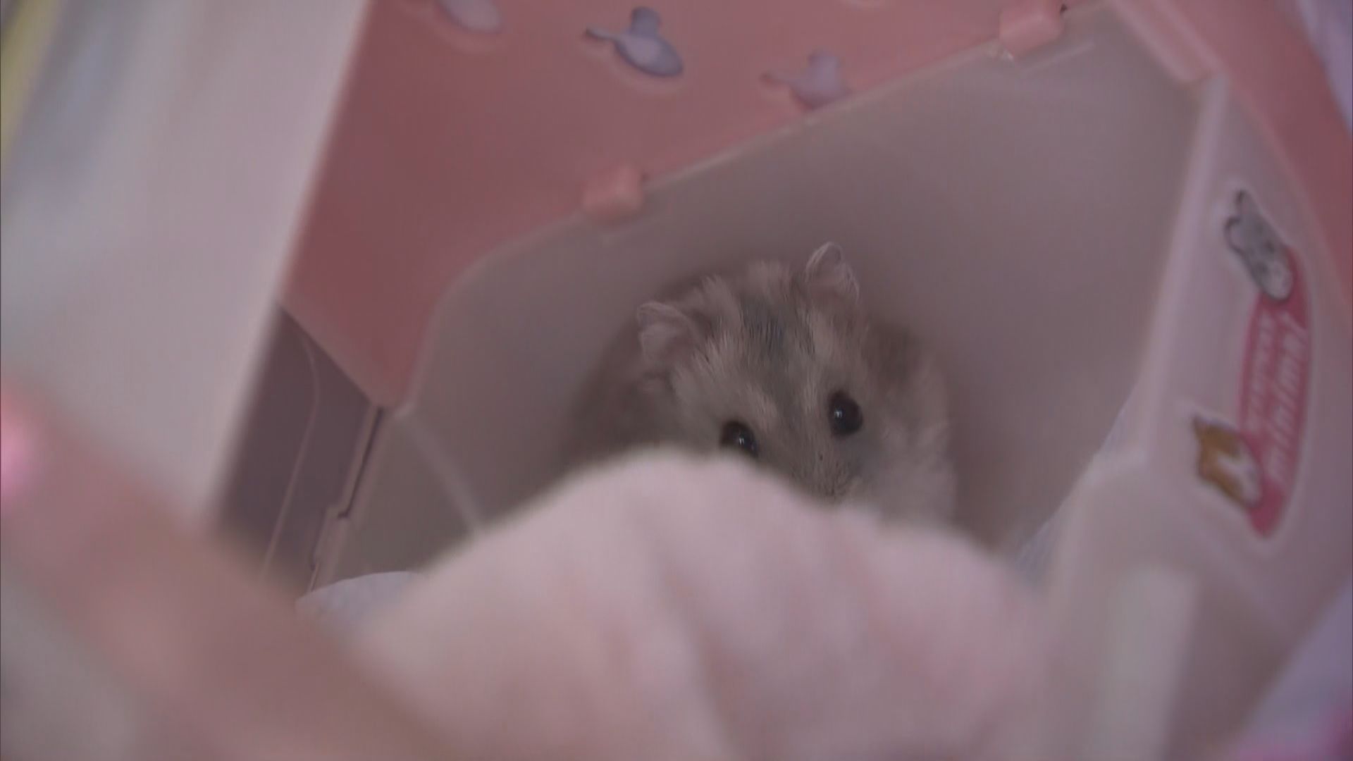 有市民自發到漁護署外籲勿棄養倉鼠