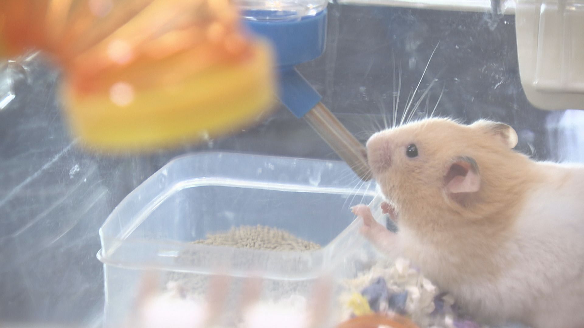 有市民自發到漁護署外籲勿棄養倉鼠