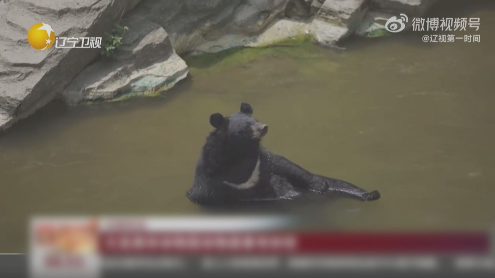 天氣酷熱 兩岸動物各有消暑妙計
