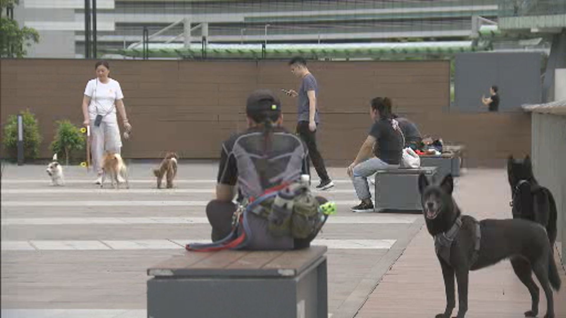 康文署下周二起增設逾五十個寵物共享公園