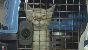 大埔富善邨單位有逾30隻貓狗　鄰居形容單位臭到出現幻覺