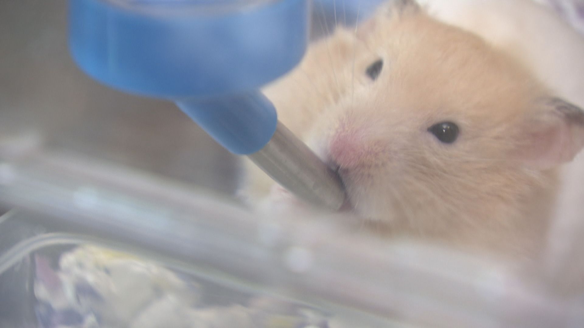 有市民向漁護署交出倉鼠　有組織已接收60隻被棄養倉鼠