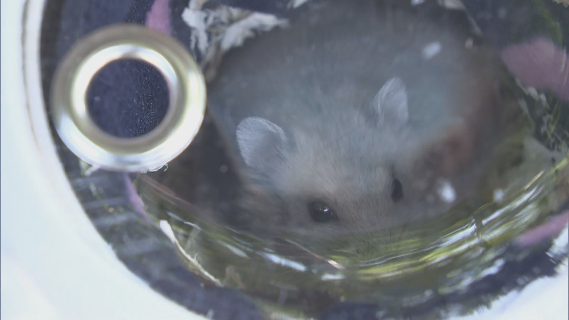 有市民向漁護署交出倉鼠　有組織已接收60隻被棄養倉鼠