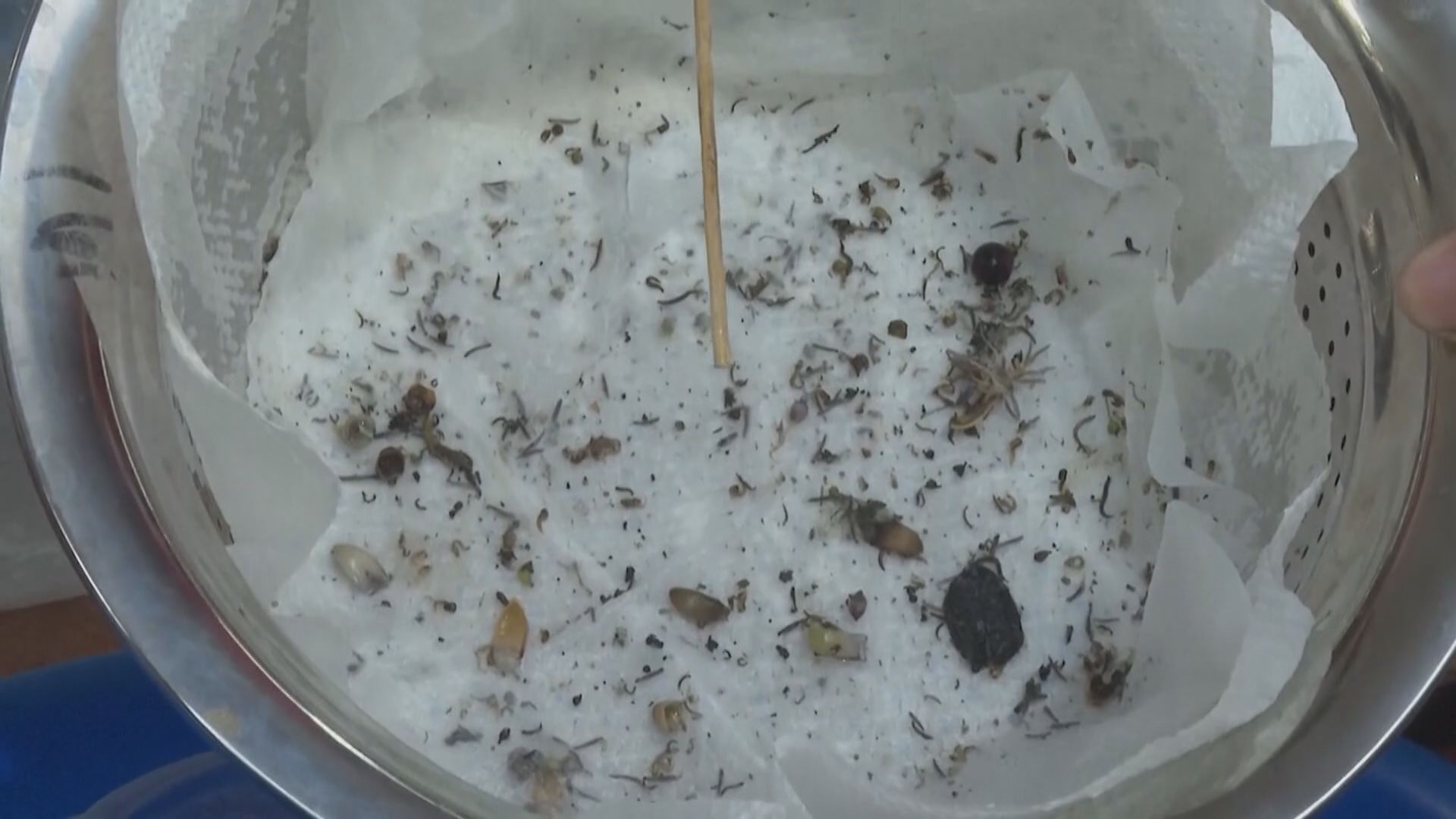 菲律賓有社區推賞金滅蚊冀遏制登革熱