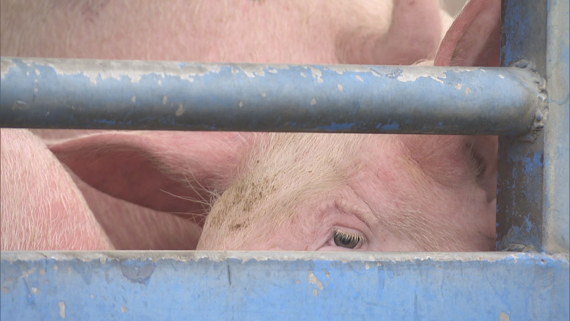 上水屠房今起全面恢復服務　活豬供應料周二回復正常水平