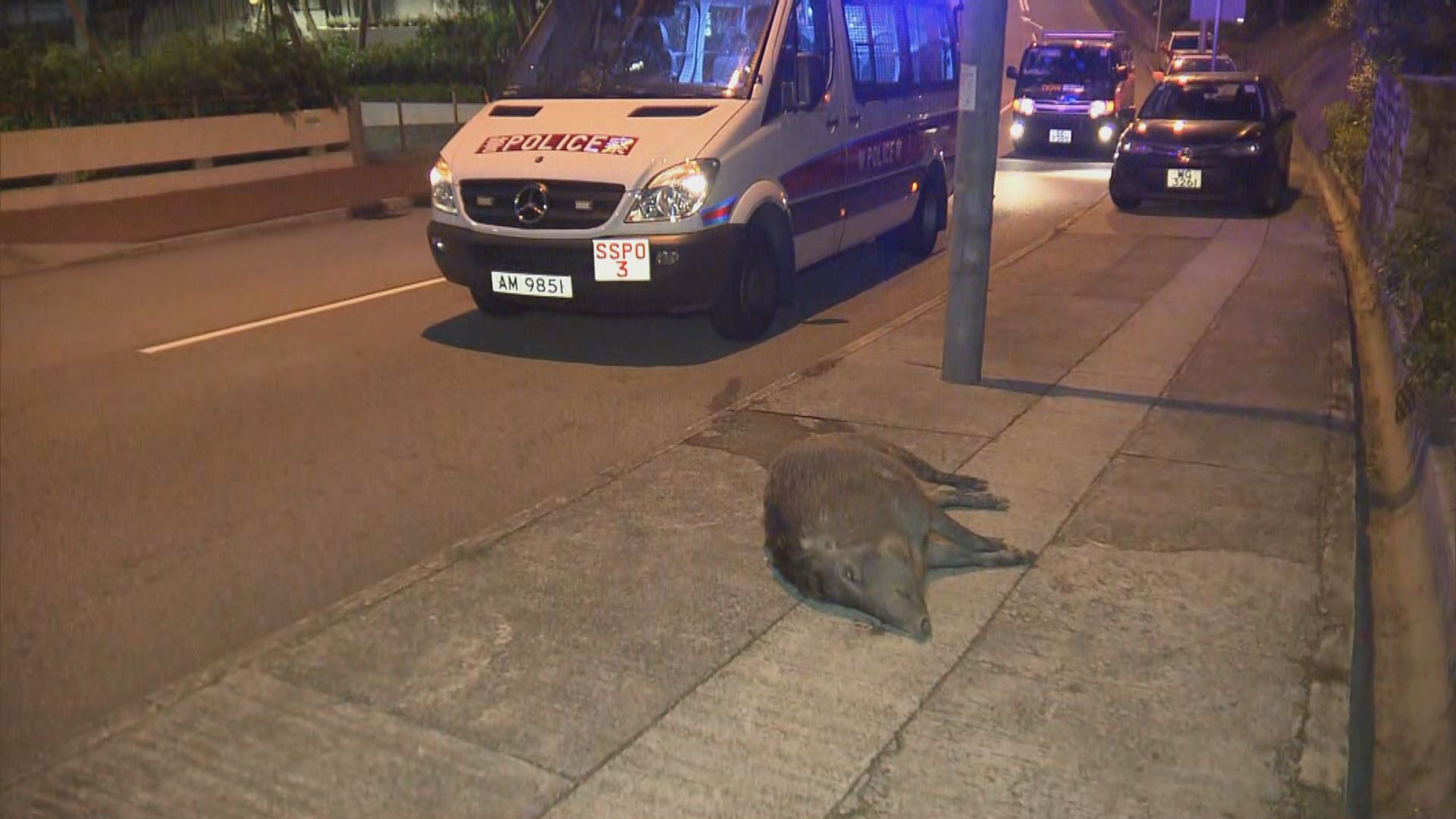 中型野豬被發現倒斃畢架山路邊