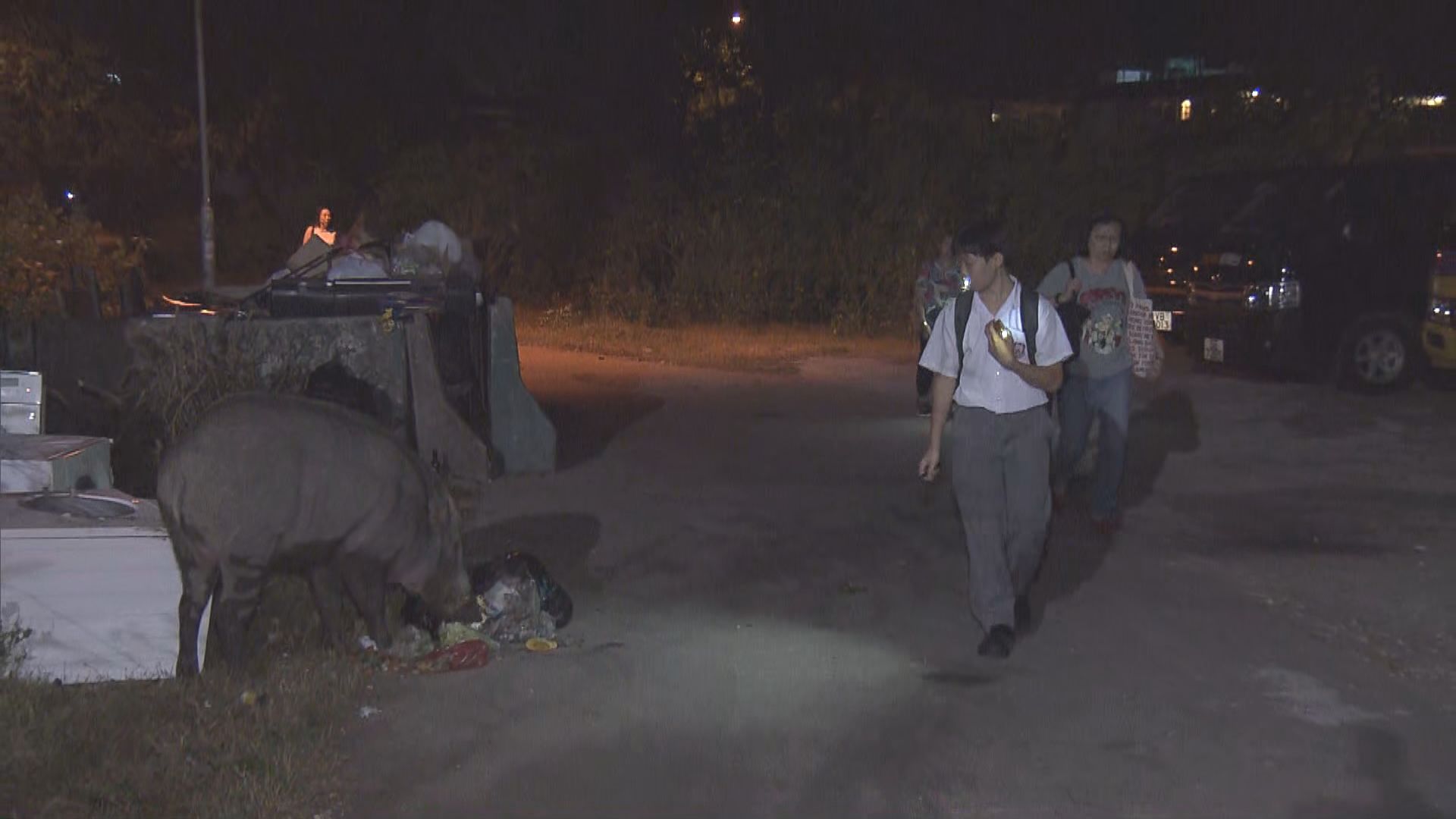 馬鞍山輋下村有野豬出沒撞傷途人