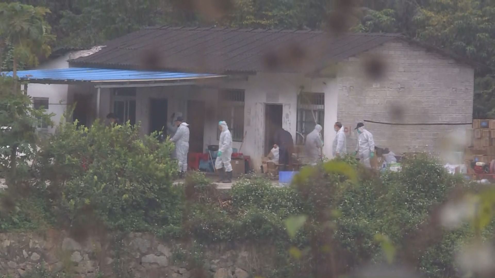 防疫人員到廣州黃埔區豬瘟疫點消毒