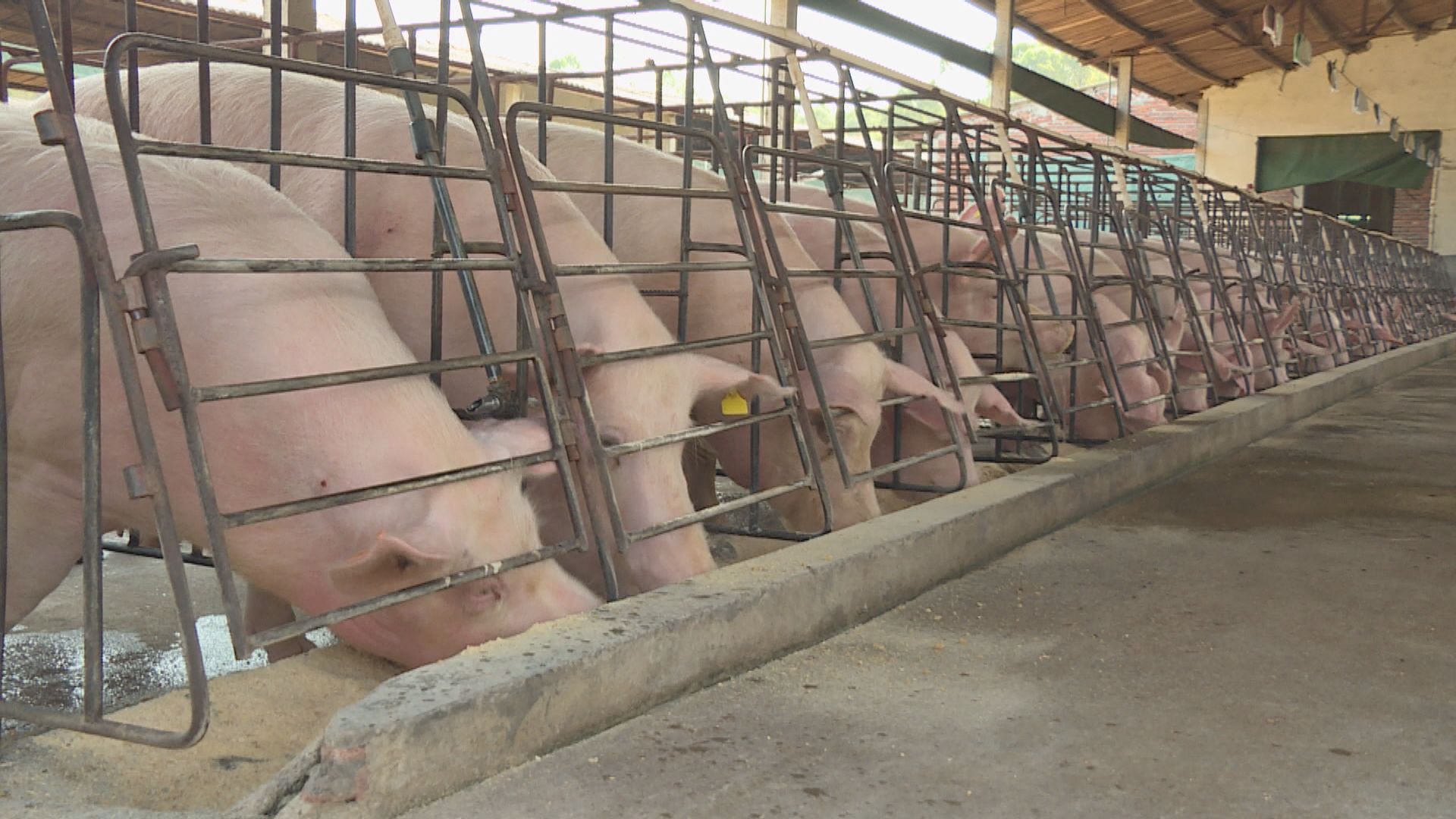 廣東省六個供港豬場暫停供港