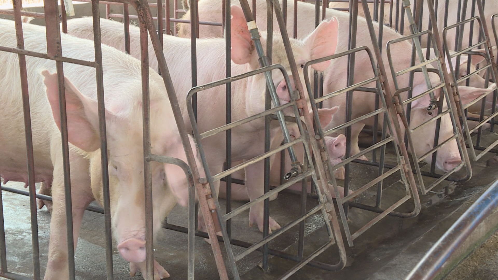 廣東省17個供港豬場暫停供港