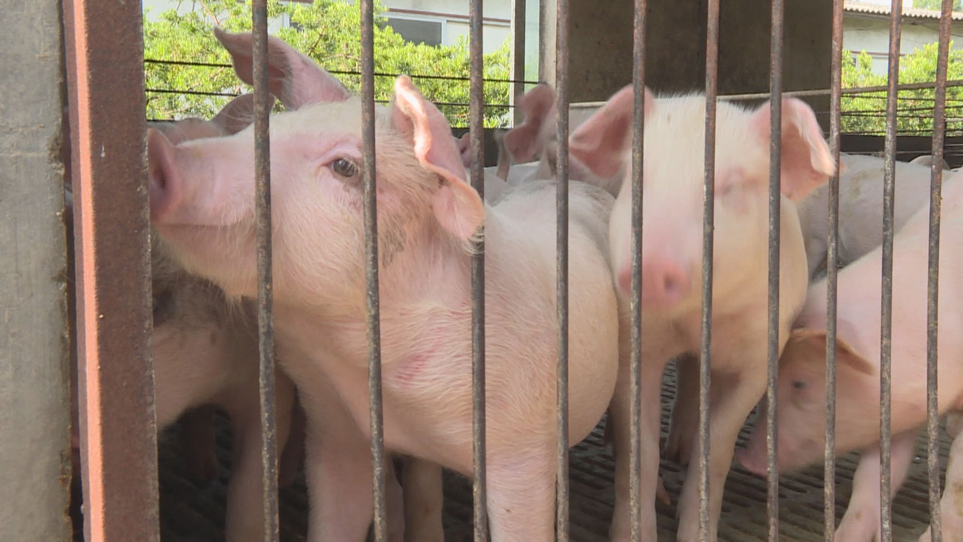 政府：至今並無註冊內地供港豬場出現非洲豬瘟