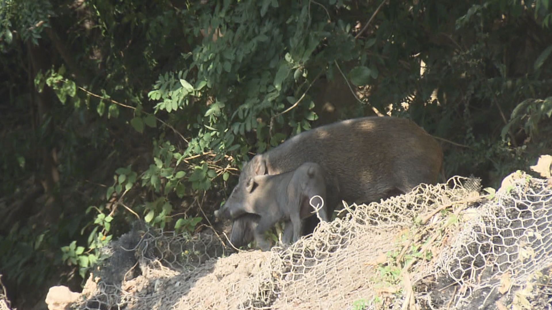 深灣道一帶商戶指近年野豬數目增需控制