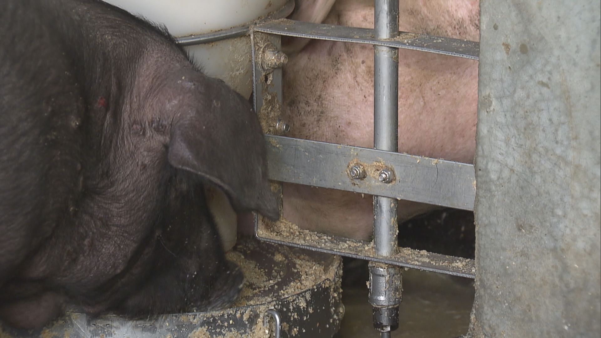 業界：不擔心本地豬會從飼料感染非洲豬瘟