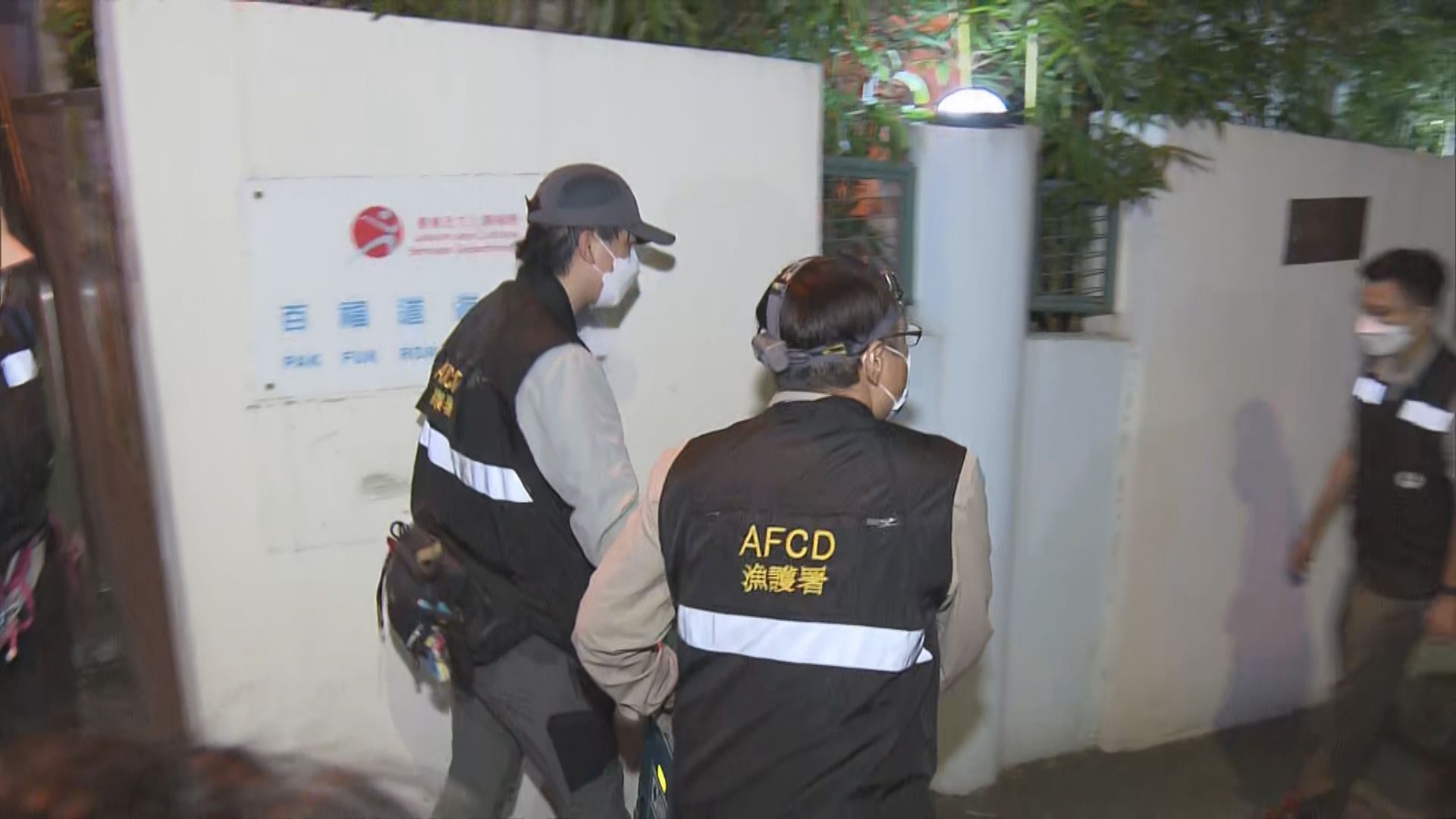 漁護署在北角捕捉並人道毀滅兩隻野豬