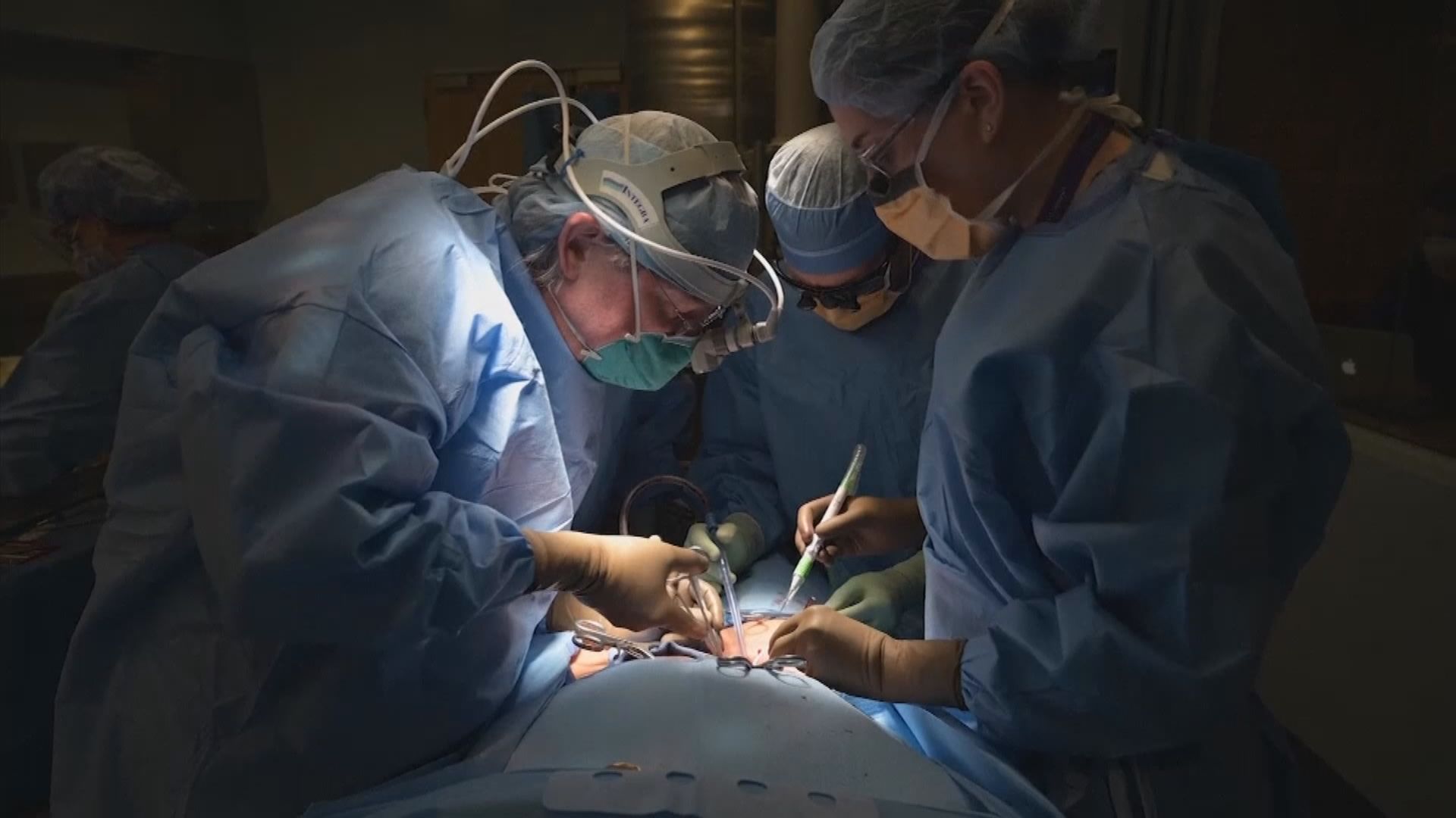 美國紐約大學實驗　豬腎臟移植人體成功運作