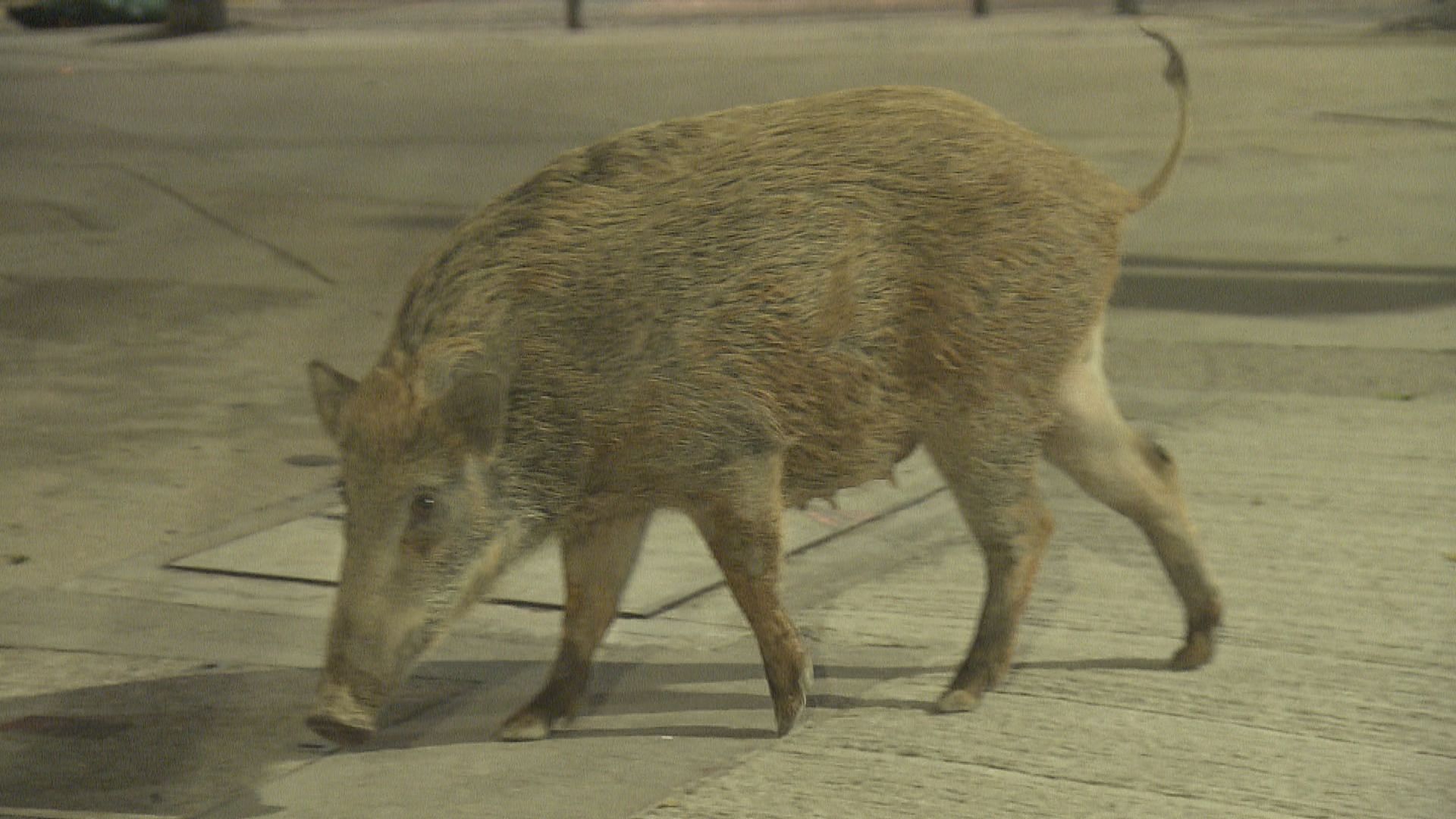 漁護署在石排灣道捕殺五隻野豬