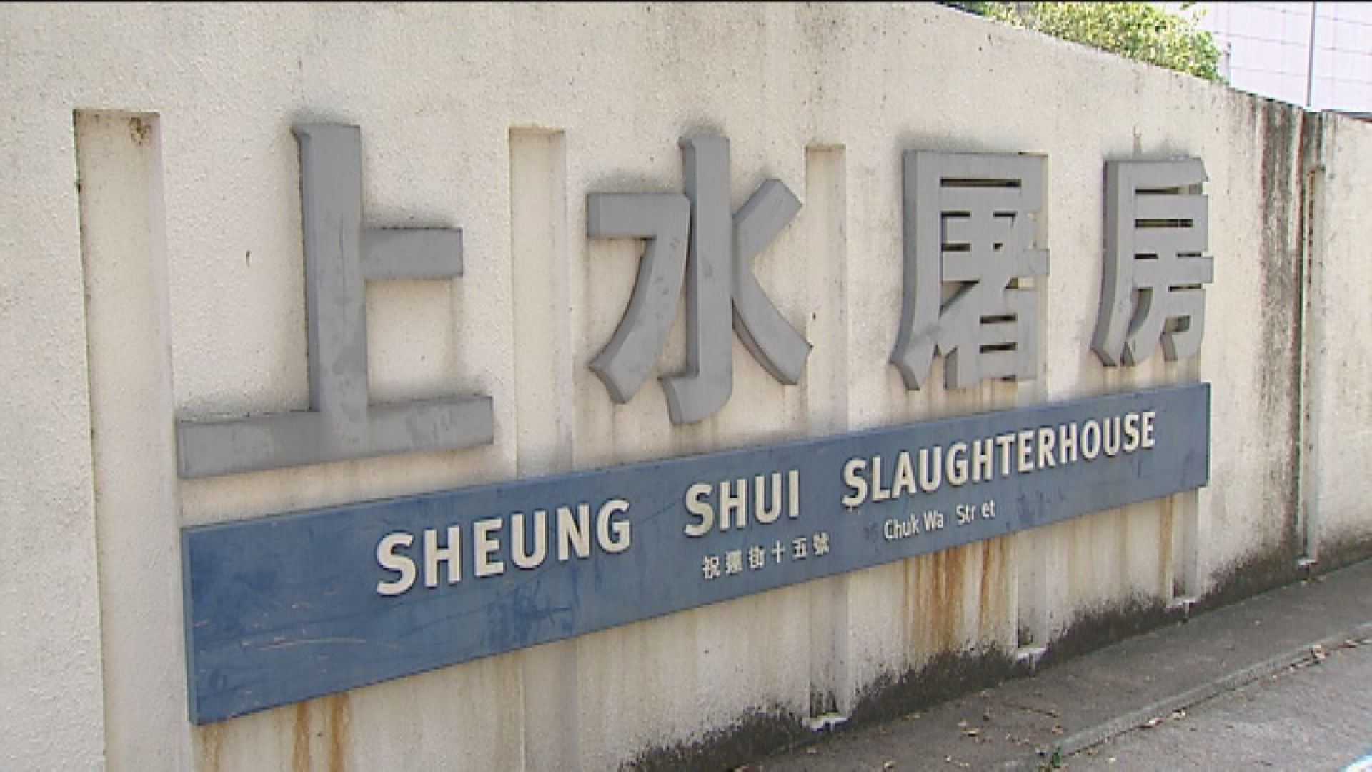 食環署研究分開屠宰本地豬及內地豬