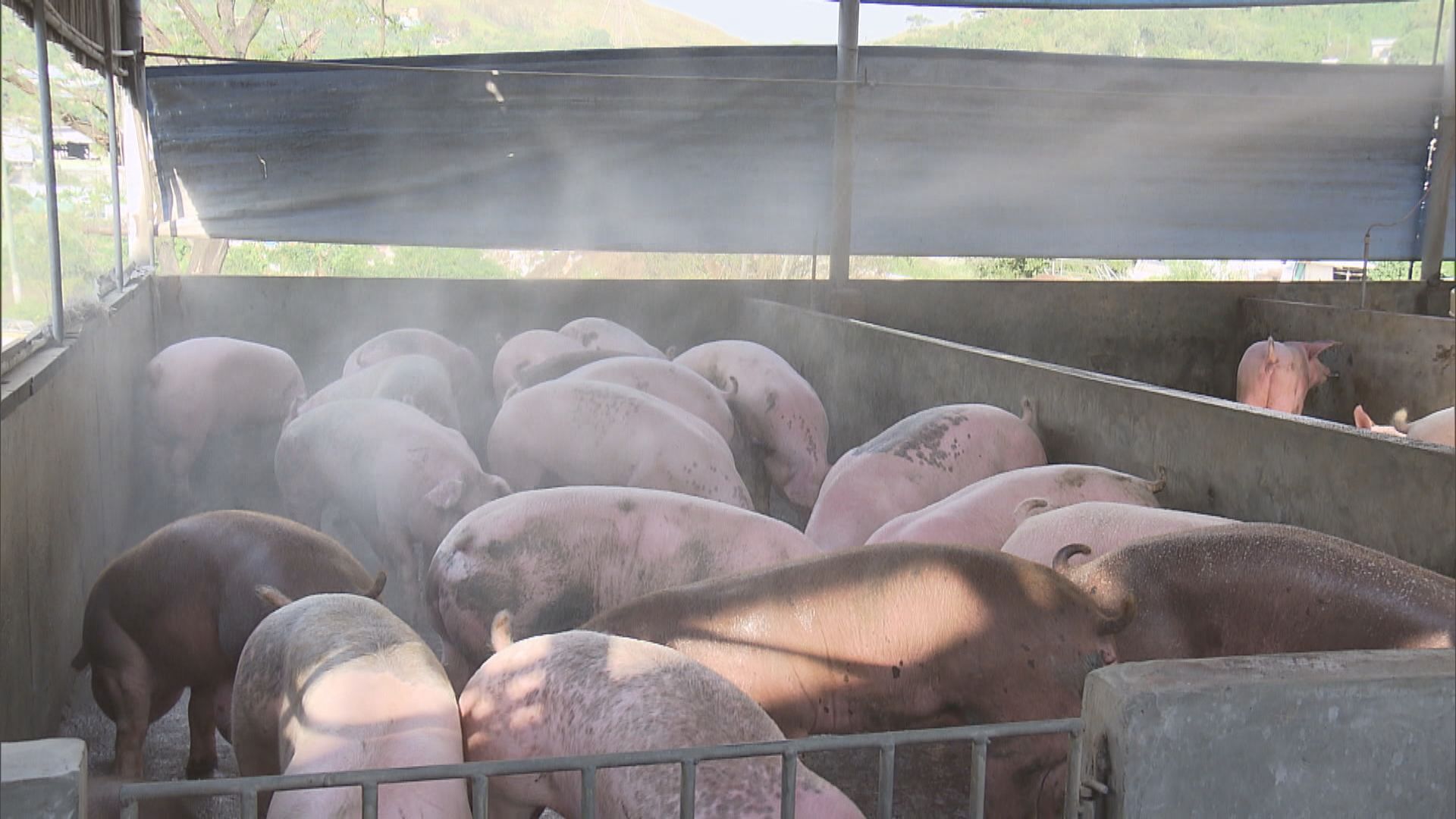 若屠房有病豬　專家倡撲殺屠房內所有豬隻