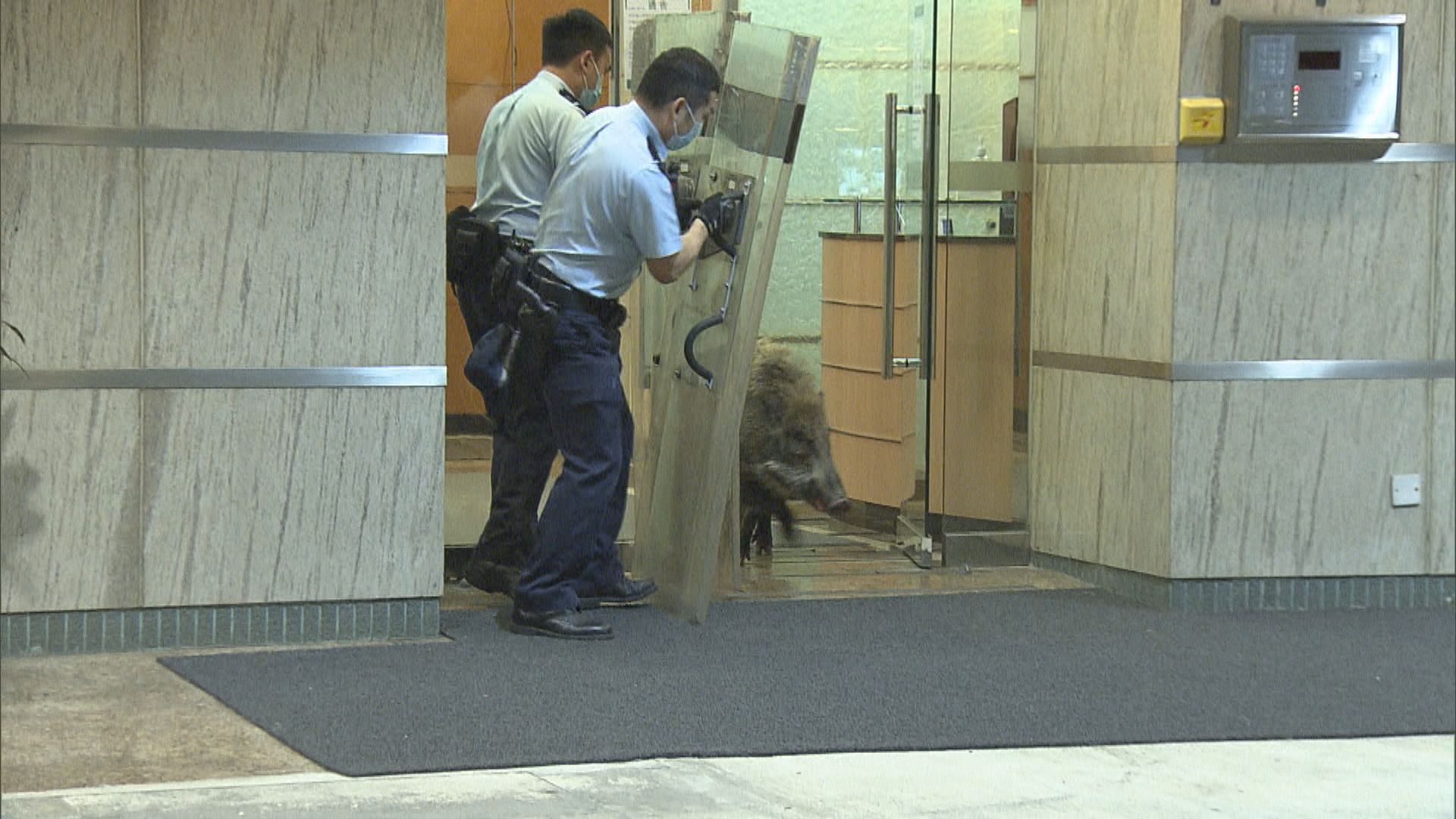 漁護署拒絕與野豬關注組會面