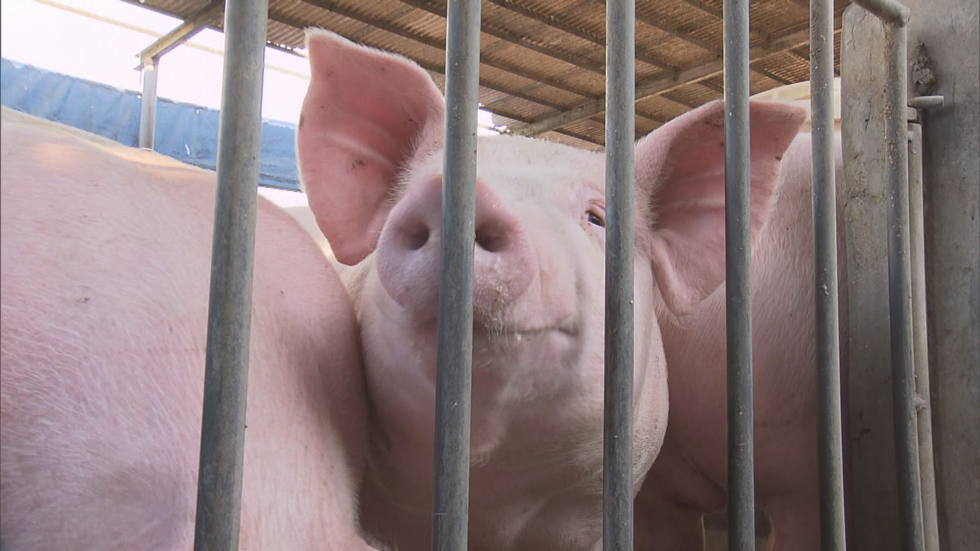 漁護署：積極考慮豬農提出屠房「日日清」