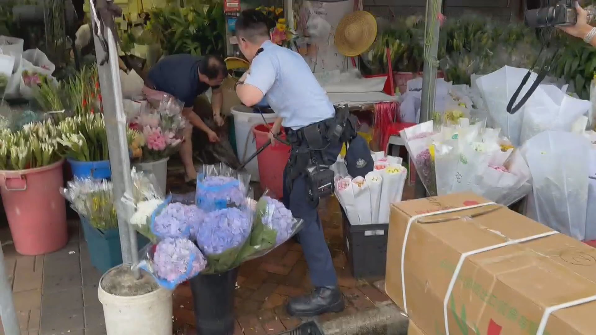 野豬闖旺角花墟花店 店主肉搏阻擋遭咬傷