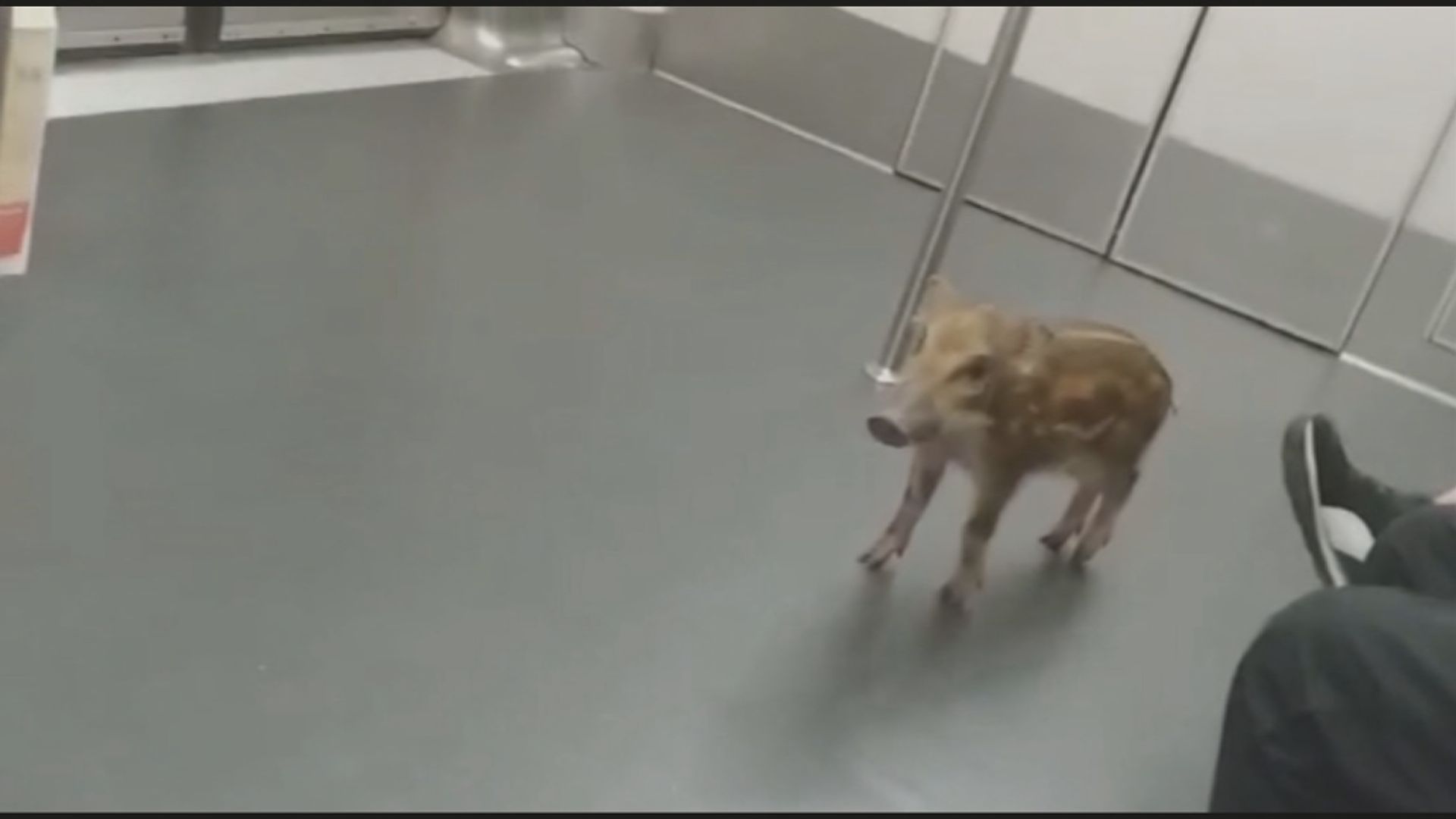 野豬闖入港鐵站登上列車